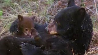 Missing Cub | Big Bear Diary | BBC Earth