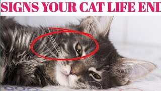 10 Heartbreaking Signs Your Cat May Be Dying (And How to Help)