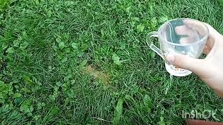 Стакан воды поссала на траву