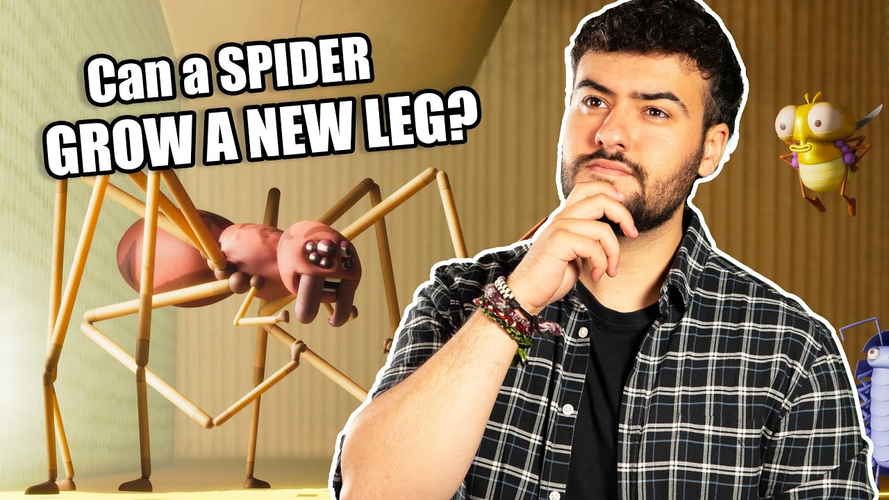 🕷️ Can a Spider Really Grow a New Leg? Lloyd of the Flies: Fact or Fiction