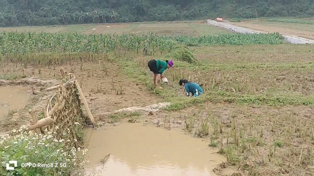 Đi kiếm kanh ngày tết