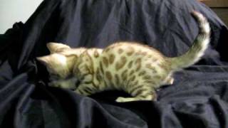 MinkBoyAt8weeks 018.avi