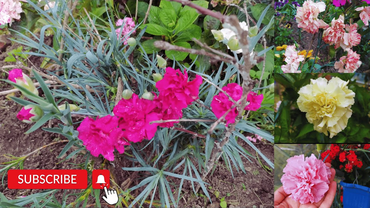 CLAVEL: 😍Secretos y cuidados para tener una extrema floración😍