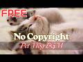 FREE No Copyright Music 🐾 | Pet Vlog BGM | Calm &amp; Warm Background Music for Cute Animals | Free Down