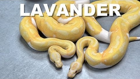 "Featured Morph" Lavander Ball Python Gene !!