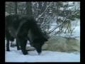 lobos documental parte4