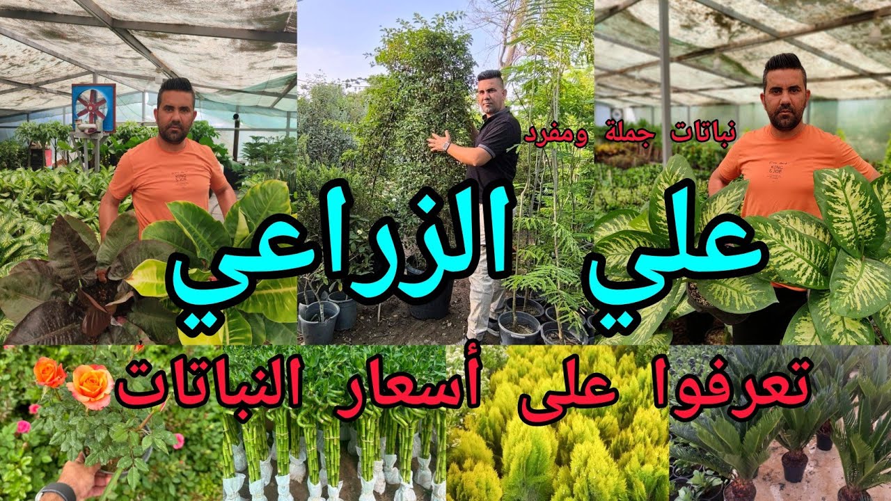 مشتل علي الزراعي العراق 🇮🇶 بغداد نباتات مميزة وسعر مناسب تعرفوا على الاسعار الجملة و المفرد