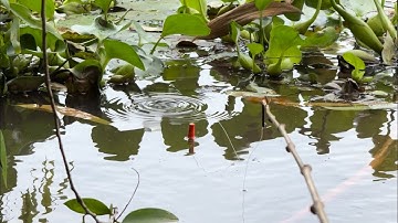 Tập 520 - Câu Cá Rô Đồng Mùa Nước Nổi Chạm Mặt Bầy Cá Tra Sông Ăn Liên Túc Thấy Mê