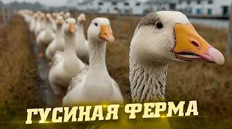Гусиная ферма. Как это сделано