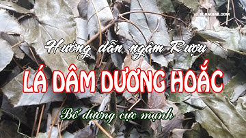Cách ngâm rượu lá dâm dương hoắc Tây Bắc