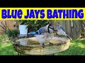 Blue Jay Bathing in Bird Bath - Cat TV Video