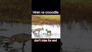 Heartless Buck Throwns Baby Back Into Crocodiles Jaws After It Escaped #animals #heran #crocodile