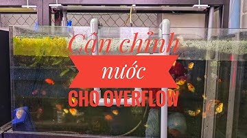 Fish 171: Hướng dẫn cân chỉnh nước cho overflow