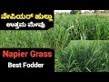 NAPIER GRASS CULTIVATION | HOW TO GROW NAPIER GRASS | SMART NAPIER | GREEN FODDER | ನೇಪಿಯರ್ ಹುಲ್ಲು