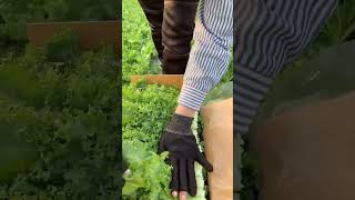 📌បេះ치커리 #일본 #farming