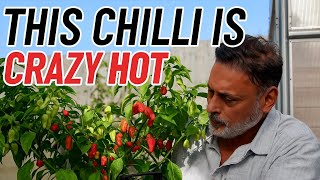 How I Grow & Harvest the World's Hottest Chillies in Pots