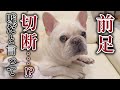 先生から告げられた言葉に気持ちが追いつきません。。【フレンチブルドッグ frenchbulldog】
