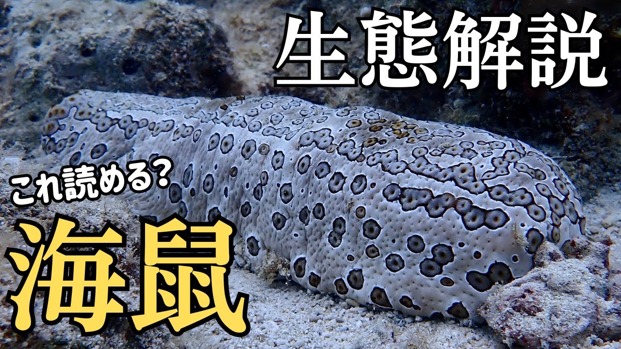 なまこ 種類 違い | ナマコ 種類 一覧 : 正月料理の赤なまこと青なまこ – RZDWON