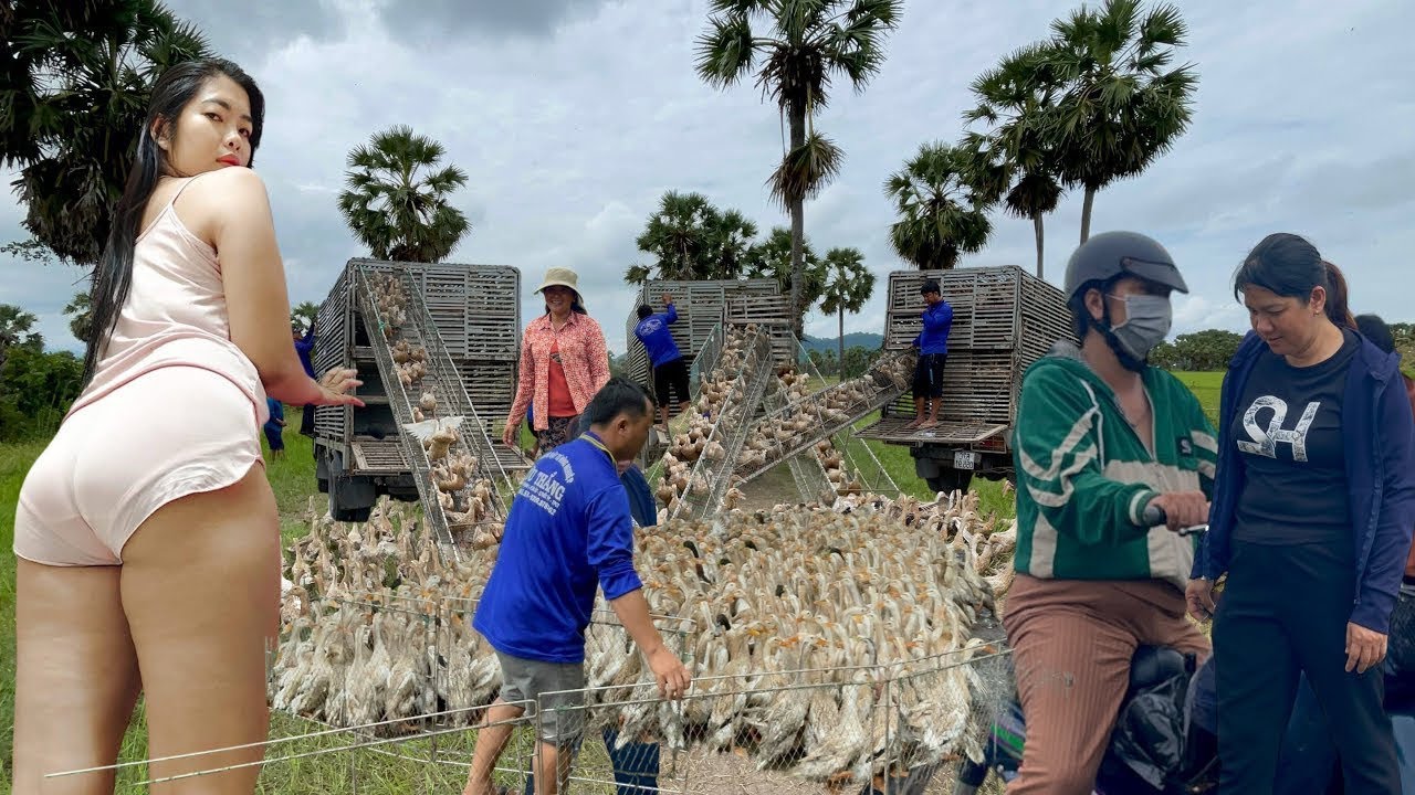 Full Video” Journey of Duck Trucks Migrating to New Profitable Rice Fields