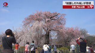 「祇園しだれ桜」が見頃 京都・円山公園