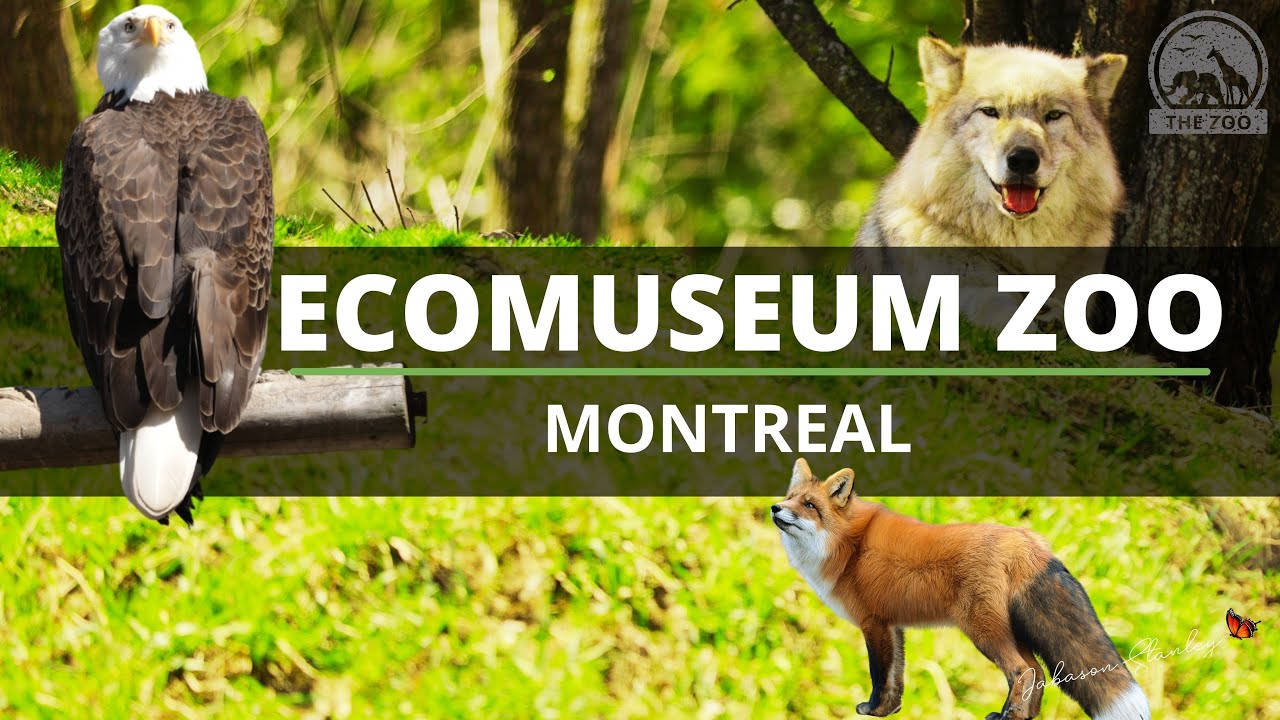 Zoo Montreal One and only outdoor zoo on the island of