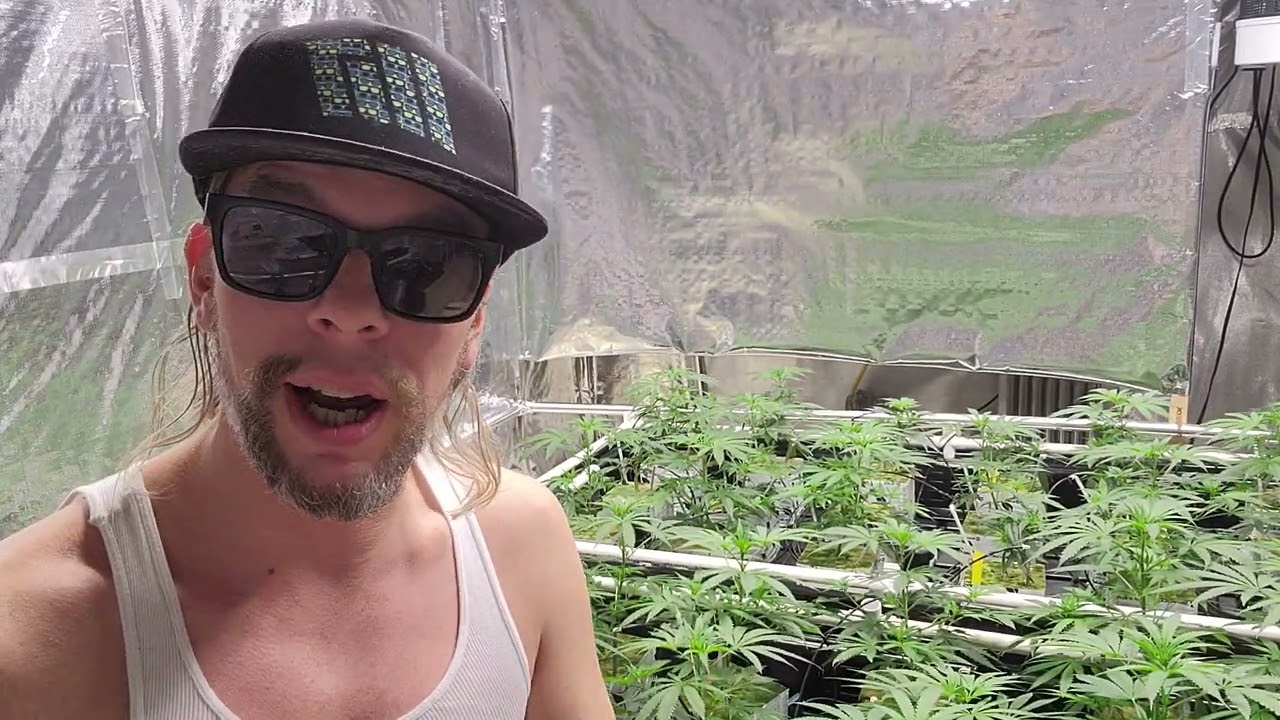 Transplanting and rooting into grodan rockwool blocks