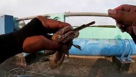 Câu Cá Biển Cần Giờ | Dân Chơi Đi Câu