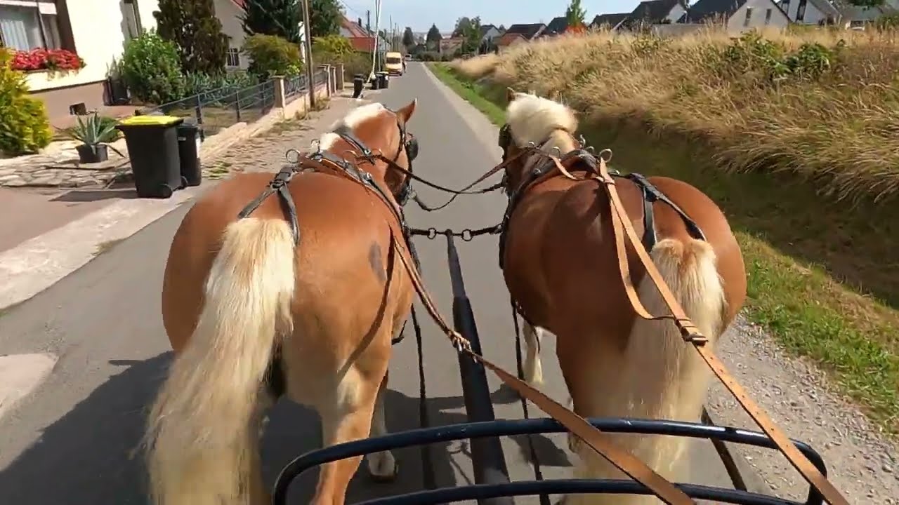 Учебное пособие Coach Mario, часть 4 «Вождение и окружающая среда»