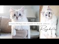 10 Things To Know About Owning A RAGDOLL Kitten / Cat