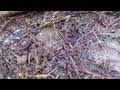 Attracting compost worms & a worm barrel update...