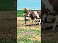 Watch cows go wild over their favourite cattle brush. #cow #cowbrush #cattle #cattlebrush