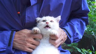 lepas adopsi kitten british shorthair lucu imut gemesin by bubulusi 951 views 2 years ago 4 minutes, 29 seconds