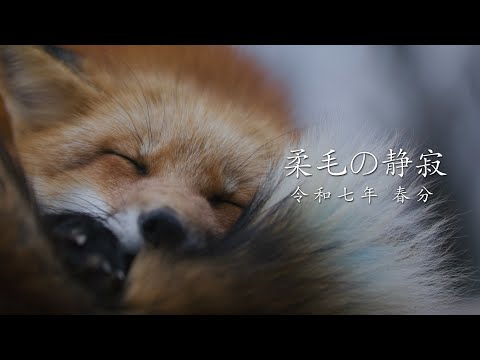 狐城(狐7個(しんぴぃぃいん)) 柔毛の静寂 令和七年 春分 | Shot on LUMIX G9PROII | 宮城蔵王キツネ