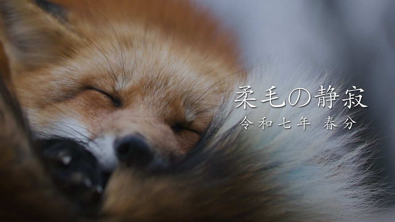 春狐 Lisa Larson（リサラーソン） 【並行輸入品】リサラーソン 置物