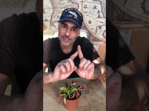 فيديو: Venus flytrap: كيف تعتني بنبات في المنزل
