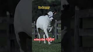 cow vlog haribol nepalimusic villages nepali trending