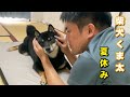 柴犬くま太　　夏休みの過ごし方