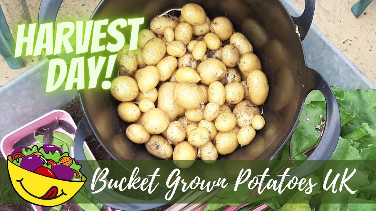 1st Potato Harvest of the year! Bucket grown potatoes UK YouTube