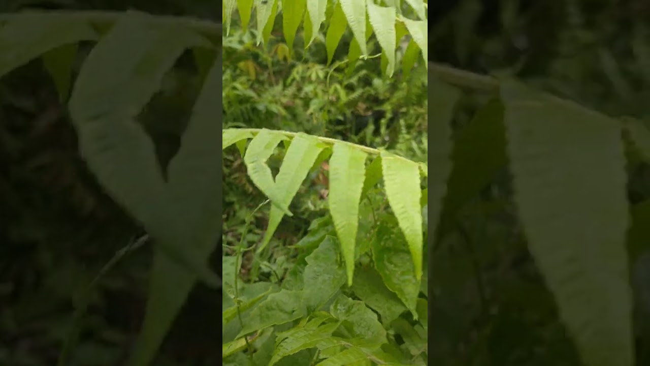 Survival jadi anak hutan 