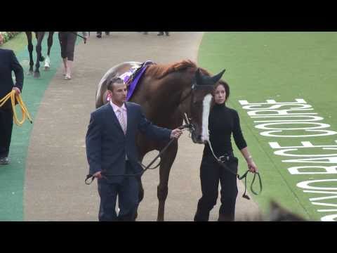 競馬 G1 2010年 第30回 ジャパンカップ パドック入場 現地撮影