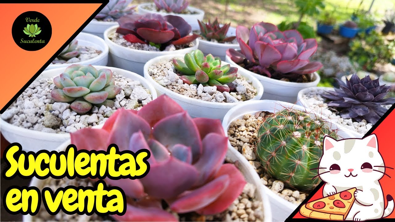 CATÁLOGO CERRADO. Venta de suculentas agosto 2024.🌵🌱🌺❤️