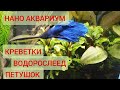 Нано аквариум. Креветки, Петушок, Водорослеед и стайка малышей.Весёлая компания в Нано аквариуме. В7