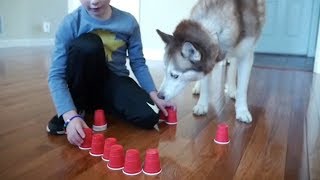 Siberian Husky and the Solo Cup Challenge by gardea23 15,533 views 4 years ago 4 minutes, 1 second