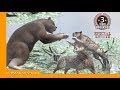 Arctodus simus VS Smilodon : Dinosaurs Battle Special