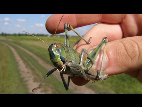 Приготовление кузнечиков и саранчи. Примитивный рецепт