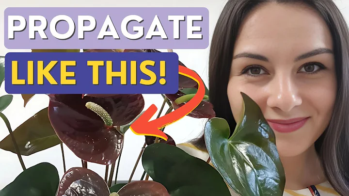 Propagating ANTHURIUMS from Cuttings | Best Method