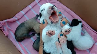 Three Day Old Puppies | March 20, 2024