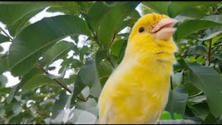 Canary Singing - Most Spectacular Video Taining #canarysinging #canary