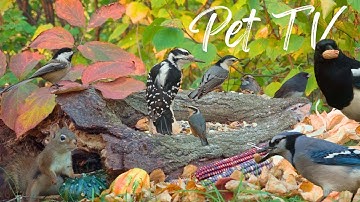 Dog TV · Cat TV - Autumn Birds & Squirrels 🐿️ Nature Fun for Cats, Dogs & People