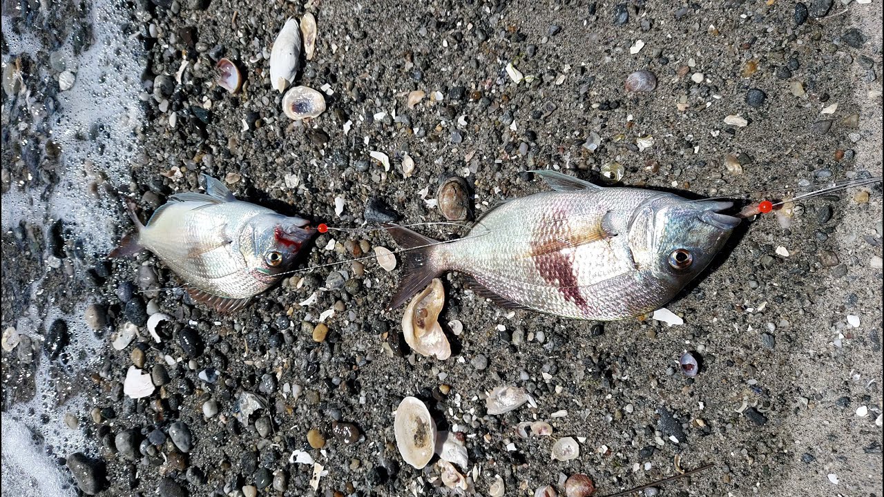 Easy Hi/Lo Porgy Rig - YouTube